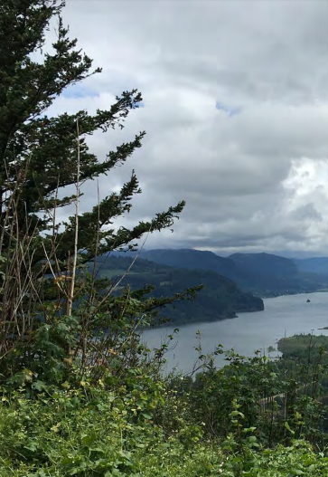 A view of the Columbia River Gorge on a cloudy day with an evergreen tree partially obstructing the view on the left. 