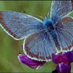 Fender’s Blue Butterfly Habitat}